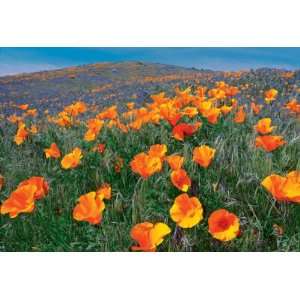 Sierra Club Dennis Frates Poppies 1000pc Jigsaw Puzzle