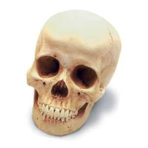  Human Female Skull W/Stand Antique Finish Toys & Games