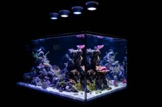 Ecoxotic PANORAMA PRO LED RGB w/rem Live Coral FREESHIP  