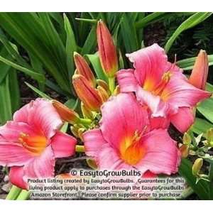  Daylily Wine Delight   1 bare root plant   3/5 fan Patio 