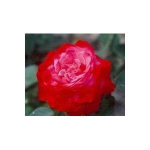  Milestone (Rosa Hybrid Tea)   Bare Root Rose Patio, Lawn 