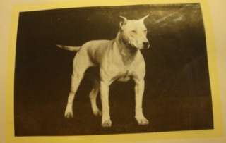Dogs, Melbourne Sporting Library, EXTREMELY RARE, 1907  