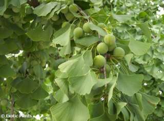 Ginkgo biloba   Maidenhair Tree   3 seeds  