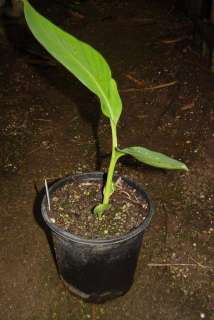 Live Banana Plant Rust Ornamental Fruit Tree 1g  