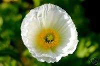 California Poppy White 500 Flower Seeds*Creamy White*  