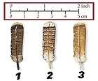 RUFFED GROUSE FEATHER HAND PAINTED PIN or BADGE IN FINE PEWTER   FREE 