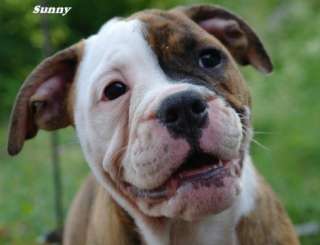 OLD ENGLISH BULLDOG in Bayern   Kirchensittenbach  Hunde & Zubehör 