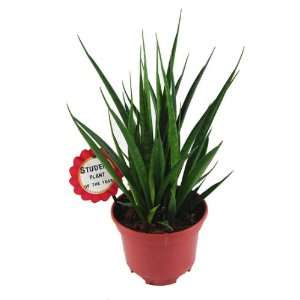 Studentenpflanze (Bogenhanf, Sansevieria Friends)  Garten