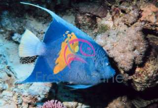 Maculosus Angel Fish Live Saltwater Coral  