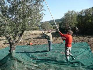Olivenernte Helfer in Griechenland auf der Insel Lesbos gesucht in 