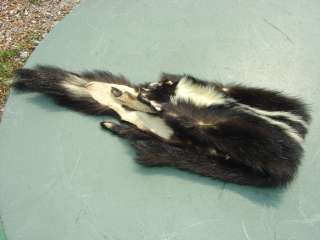 Huge skunk pelt tanned fur hide trapping skin/cabin  