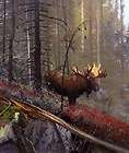 Michael Coleman In the Timber   Bull Moose Canvas Giclee