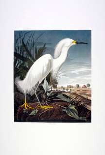 Ltd. Ed. Loates Audubon SNOWY EGRET Bird Print Signed/#  
