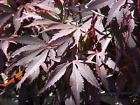 Acer palmatum Shaina  *FREE DELIVERY UK MAINLAND