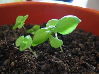   Le basilic pistou, plante aromatique, 50 graines/seeds