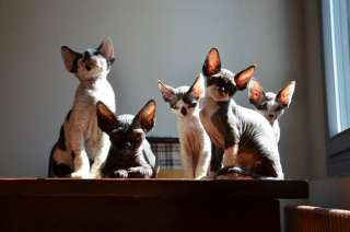 Cuccioli devon rex a Milano    Annunci