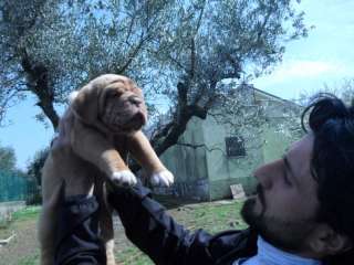Meravigliosa cucciolata dogue de bordeaux a Roma    Annunci