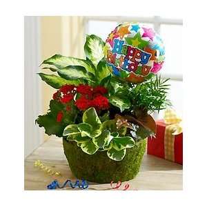 Flowers by 1800Flowers   Happy Birthday Blooming Dish Garden  