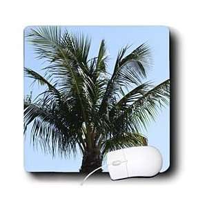  Florene Trees   Lovely Palm Tree   Mouse Pads Electronics