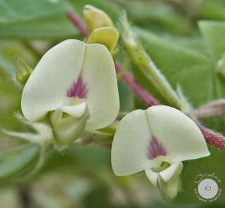 24+ YELLOW Horse Gram Vine Seeds Dolichos Hyacinth Bean  