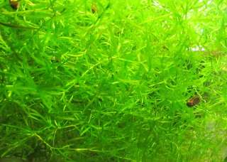 tank and provide excellent cover for baby fish plants may have snails 