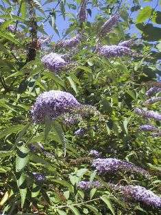 BUTTERFLY BUSH ~ Hearty plant with a beautiful PURPLE flower LARGE 