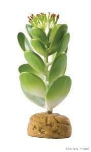 Exo Terra Reptile Terrarium Plant Jade Cactus  