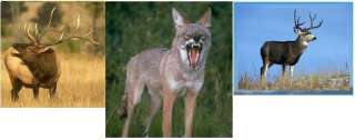ARCHERY HUNTER CAMO HAT REMOVABLE MASK / Deer, Elk, Moose, coyote 