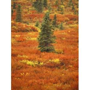 Fall Colors of Black Spruce, Bearberry and Blueberry Bushes, Denali 