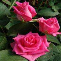 China Rare Pink Rose Flower Give favorite lover Gift 100 seeds Fresh 