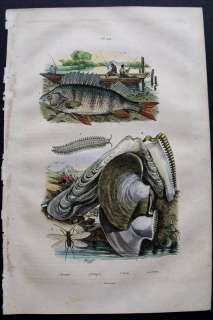 1839 GUERIN ANTIQUE PRINT PERCH FISH, PERNA SHELLS  