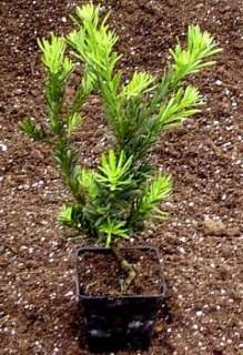 Buddhist Pine Tree   Bonsai/Houseplant  Podocarpus   4 pot  