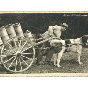 Saint Bernard and His Owner Struggle to Pull the Milk Cart up a Hill 