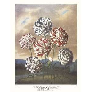   of Carnations by Robert John Thornton MD. 18x23