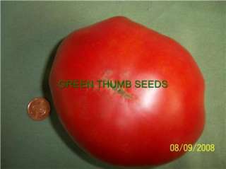 German Giant, Tomato seeds, Heirloom WOW (V0035)  