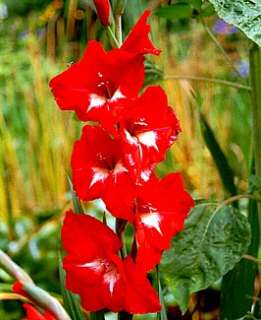 Traderhorn Gladiolus 10 Bulbs   Vivid Red  