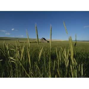  Barn Standing in an Open Field and Framed by Ears of Wheat 
