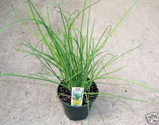 Herb, Chives, Live Plant, 3 pot, Allium Schoenoprasum  