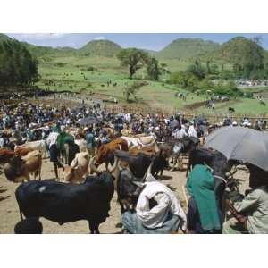  Livestock Market, Sentebe, Abyssinian Region of Choa, Ethiopia 
