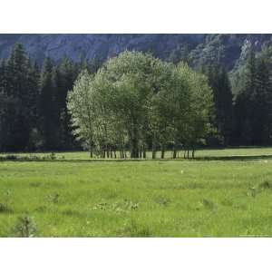  Aspen and Evergreen Trees in a Meadow at the Foot of a 