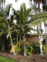 Burretiokentia hapala RARE LIVE Palm Tree 3 Gallon  