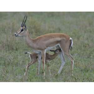  Grants Gazelle Nursing its Young, Gazella Granti, East 