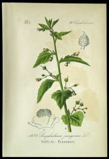 Antique 19th C Botanical Flora von Deutschland Chromolithograph Print