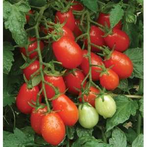  Davids Red Hybrid Grape Tomato Smarty 10 Seeds per Packet 
