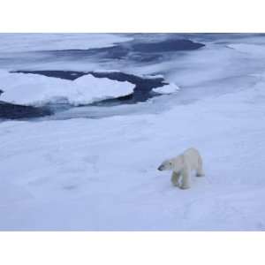 Polar Bear on Pack Ice North of Spitsbergen, Svalbard, Arctic, Norway 