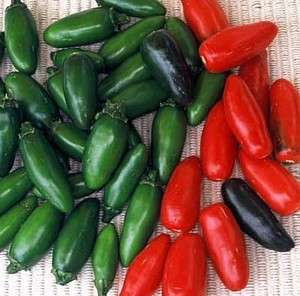 Serrano Hot Pepper 4 Plants   Great for Salsa  
