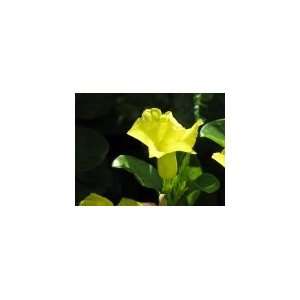   Allamanda Yellow Mandavillea Dipladenia Plant Patio, Lawn & Garden
