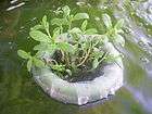 Floating Basket for Pond plants with anchor string