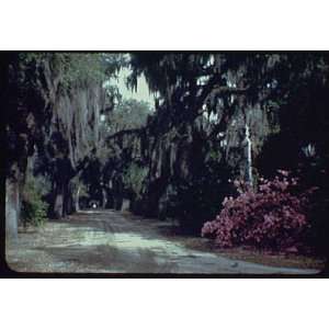   trees with Spanish moss, crepe myrtle and azaleas 1935