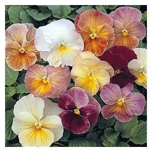   PANSY   IMPERIAL   ANTIQUE SHADES Annual Seeds Patio, Lawn & Garden
